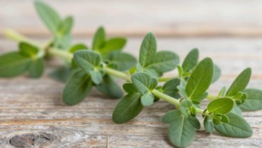 Rückenschmerzen und Bewegungsmangel: Wie das Herzgespann, dieses ignorierte „Unkraut“, Verspannungen natürlich lindert