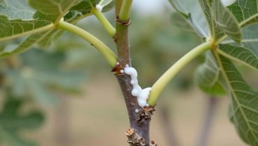 Feigenmilchsaft: Wie dieser traditionelle Saft gegen Warzen, braune Flecken und fettige Haut wirkt Feigenmilchsaft: Wie dieser traditionelle Saft gegen Warzen, braune Flecken und fettige Haut wirkt