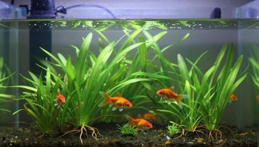 Natürliches Gärtnern: Warum Eierschalen und Kaffeesatz besser für Ihre Pflanzen funktionieren als Zuckerwasser