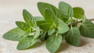 Kubanischer Oregano: Diese traditionelle Pflanze mit antioxidativen Eigenschaften unterstützt den Sehkomfort auf natürliche Weise