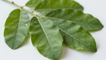 Guavenblätter: Wie sie Wassereinlagerungen natürlich beseitigen und Schwellungen reduzieren