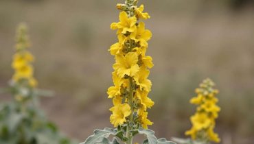 Kleinblütige Königskerze: Diese europäische Heilpflanze lindert Husten, Gelenkschmerzen und Verdauungsprobleme