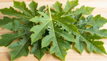 Papayablätter: Wie diese traditionelle Spülung Ihre Wurzeln stärkt und Ihr Haar zum Glänzen bringt Papayablätter: Wie diese traditionelle Spülung Ihre Wurzeln stärkt und Ihr Haar zum Glänzen bringt