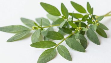 Asthma, Diabetes, Harnwegsinfektionen: Wie Euphorbia hirta auf 9 verschiedene Krankheiten wirkt