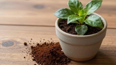 Zimmerpflanzen: Welche Hausmittel sie wirklich heilen (und welche sie töten) Zimmerpflanzen: Welche Hausmittel sie wirklich heilen (und welche sie töten)