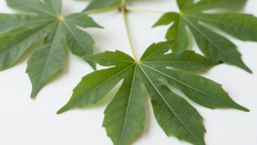 Rizinublätter: Warum Ayurveda und afrikanische Medizin sie seit Jahrhunderten gegen Entzündungen einsetzen Rizinublätter: Warum Ayurveda und afrikanische Medizin sie seit Jahrhunderten gegen Entzündungen einsetzen