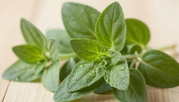 Oregano und Sehkraft: Wie dieses aromatische Kraut Ihre Augen natürlich vor dem Altern schützt