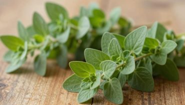 Orégano Orejón: Diese karibische Pflanze mit 5 wissenschaftlich anerkannten Tugenden für Nieren, Augen und Stoffwechsel Orégano Orejón: Diese karibische Pflanze mit 5 wissenschaftlich anerkannten Tugenden für Nieren, Augen und Stoffwechsel