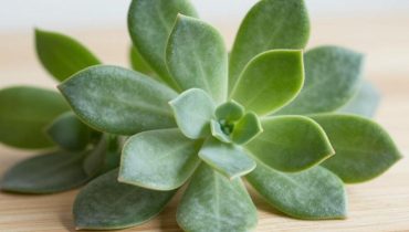 Oregano Orejón und Sehkraft: Wie diese traditionelle Pflanze Ihre Augen dank Carvacrol und den Vitaminen A, C und E vor oxidativem Stress schützt