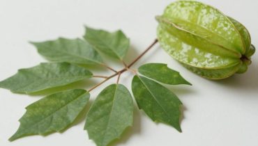 Sternfrucht: Warum die Blätter die Frucht an traditionellen Vorteilen übertreffen Sternfrucht: Warum die Blätter die Frucht an traditionellen Vorteilen übertreffen