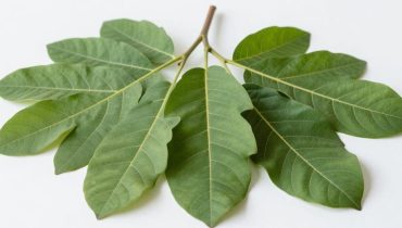 Karies: Wie Guavenblätter Bakterien und Entzündungen für 0 € reduzieren