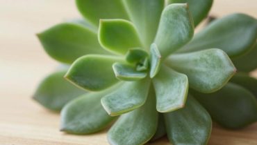 Kalanchoe: Wie diese Sukkulente seit Generationen Husten, Entzündungen und Wunden natürlich lindert Kalanchoe: Wie diese Sukkulente seit Generationen Husten, Entzündungen und Wunden natürlich lindert