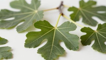 Feigenblätter: Wie ihre Flavonoide und Polyphenole Blutzucker, Verdauung und Herz-Kreislauf-Gesundheit natürlich unterstützen