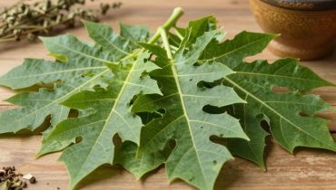 Papayablatt-Aufguss: Die 8 traditionellen Vorteile für Verdauung und Immunität
