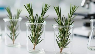 Rosmarinwasser: Diese Pflanze konkurriert mit Minoxidil, um das Haarwachstum zu stimulieren Rosmarinwasser: Diese Pflanze konkurriert mit Minoxidil, um das Haarwachstum zu stimulieren