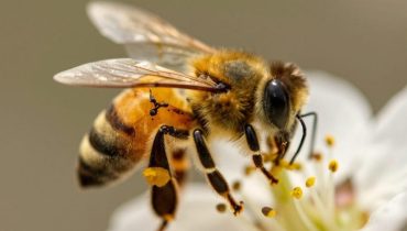 Bienen und menschliches Überleben: Warum David Attenborough uns ohne sie nur vier Jahre gibt Bienen und menschliches Überleben: Warum David Attenborough uns ohne sie nur vier Jahre gibt