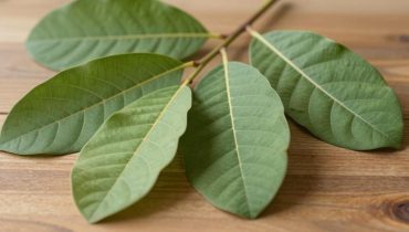 Wassereinlagerungen: Wie Guavenblätter-Tee als natürliches Diuretikum wirkt, um Schwellungen und Blähungen zu reduzieren