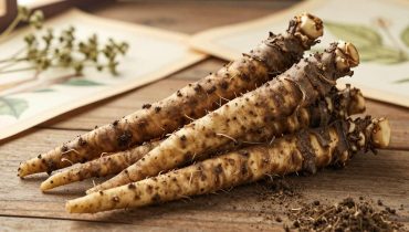 Klettenwurzel: Wie diese jahrtausendealte Pflanze aus Asien die Verdauung und die natürlichen Abwehrkräfte unterstützt