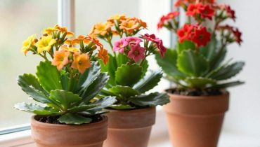 Kalanchoe: die Sukkulente, die mehrere Wochen lang fast ohne Gießen blüht