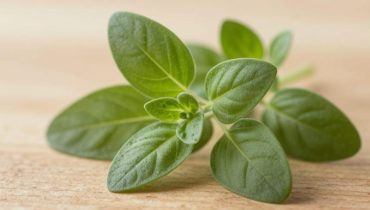 Oregano: Warum ein Blatt pro Tag ausreicht, um die Immunität zu stärken und Entzündungen zu reduzieren Oregano: Warum ein Blatt pro Tag ausreicht, um die Immunität zu stärken und Entzündungen zu reduzieren