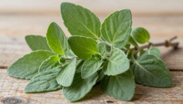 Kubanischer Oregano: Diese Pflanze aus Lateinamerika wird seit Generationen für Verdauung, Nieren und Vitalität verwendet Kubanischer Oregano: Diese Pflanze aus Lateinamerika wird seit Generationen für Verdauung, Nieren und Vitalität verwendet