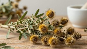 Tribulus terrestris: Die uralte Pflanze, die Energie, Hormonhaushalt und Nierenfunktion unterstützt (aber Vorsicht vor ihrer Kraft) Tribulus terrestris: Die uralte Pflanze, die Energie, Hormonhaushalt und Nierenfunktion unterstützt (aber Vorsicht vor ihrer Kraft)