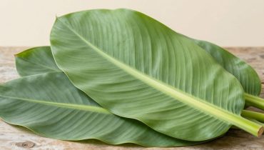 Breitwegerich: Dieses „Unkraut“ reguliert den Blutzucker und heilt Wunden schneller als erwartet Breitwegerich: Dieses „Unkraut“ reguliert den Blutzucker und heilt Wunden schneller als erwartet